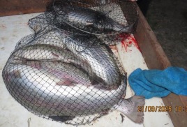 Новости с водоема.